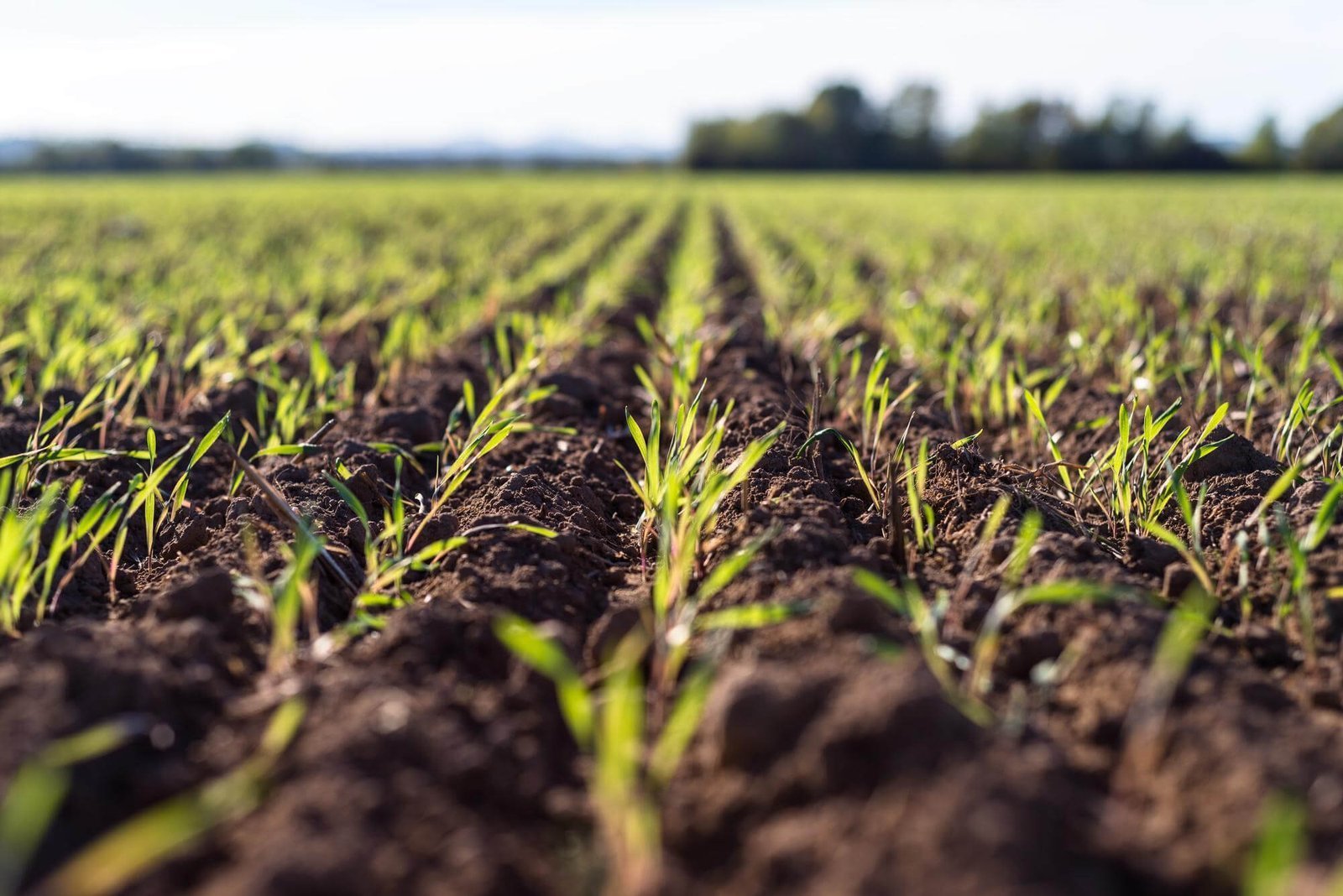 agricultura-5.jpg